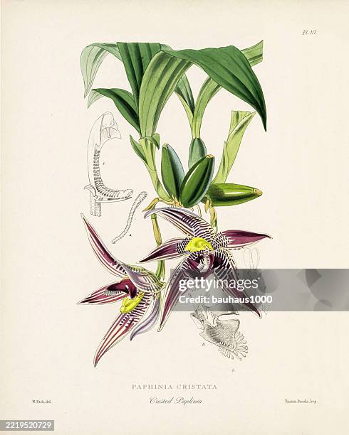 paphinia cristata, crested paplinia, antique engraved and hand-colored victorian orchid botanical illustration, 1867 - dendrobium stock illustrations