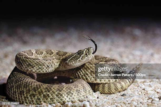 close-up of rattleviper,oklahoma,united states,usa - vipera foto e immagini stock