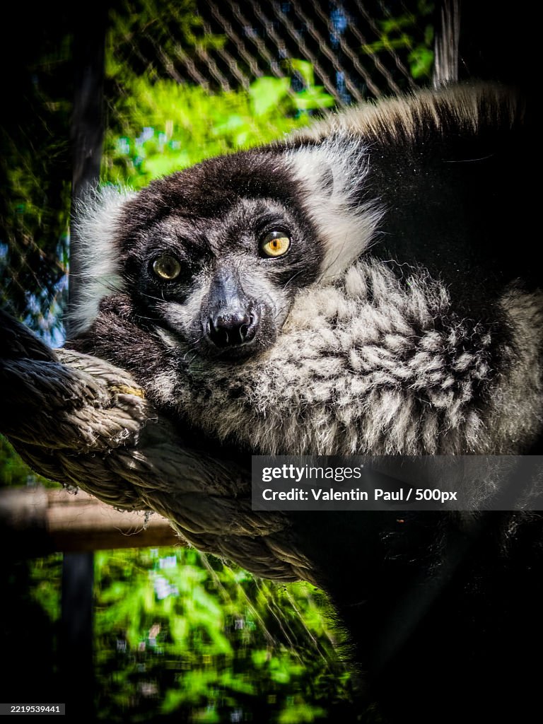 Close-up of coquerels sifaka