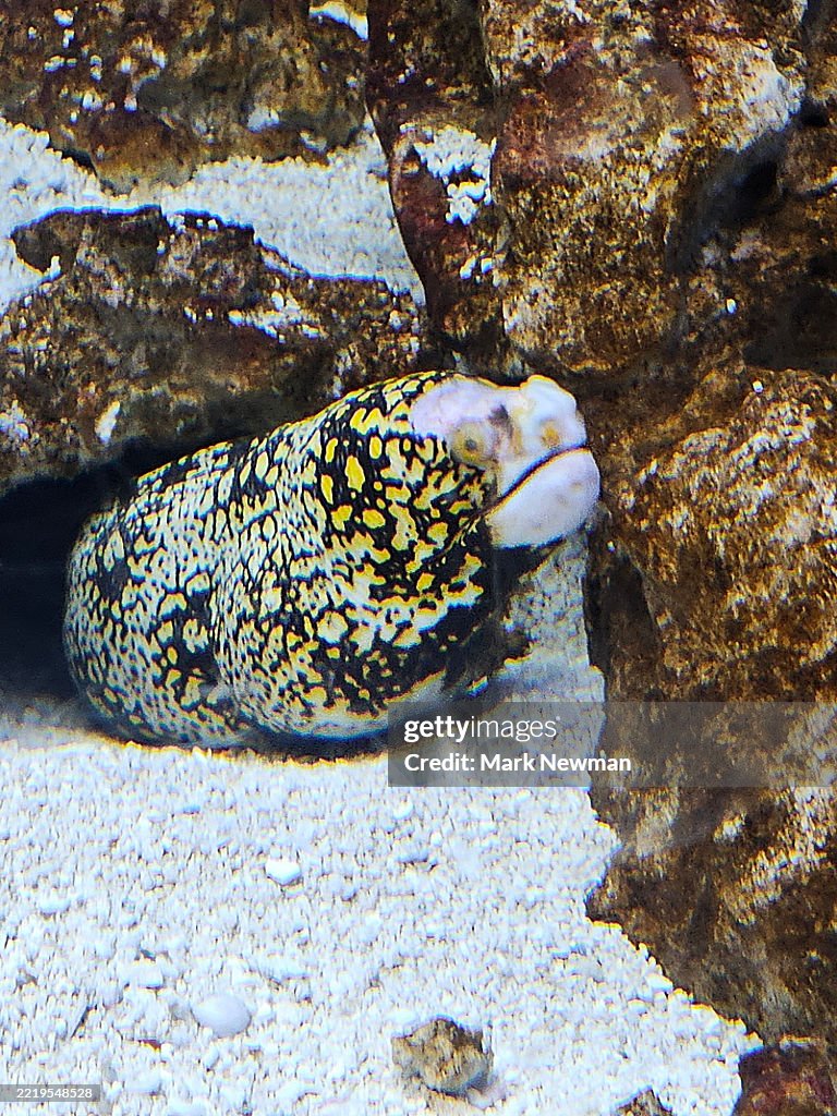 Jewel moray eel
