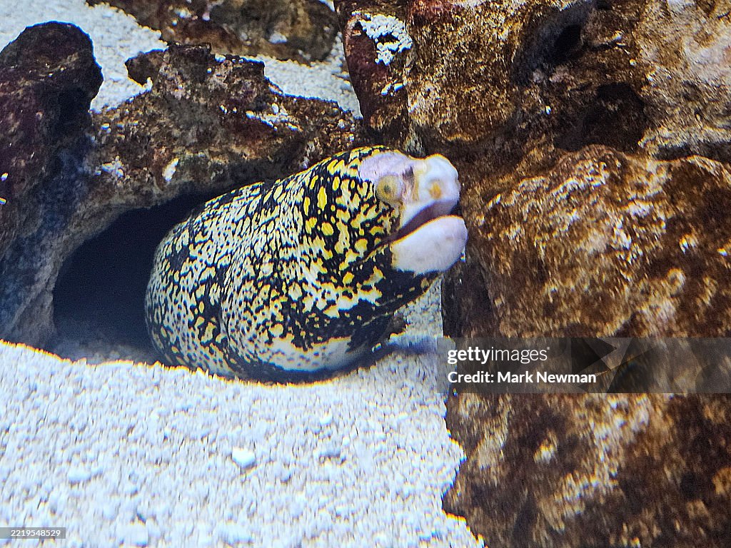 Jewel moray eel