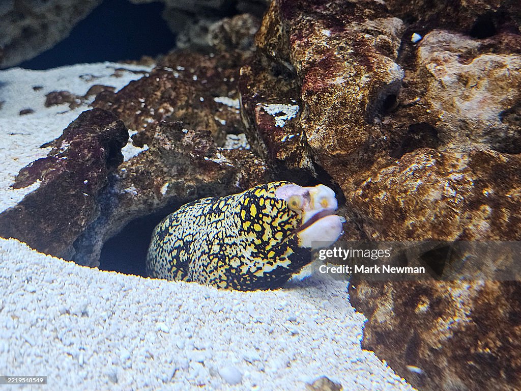 Jewel moray eel