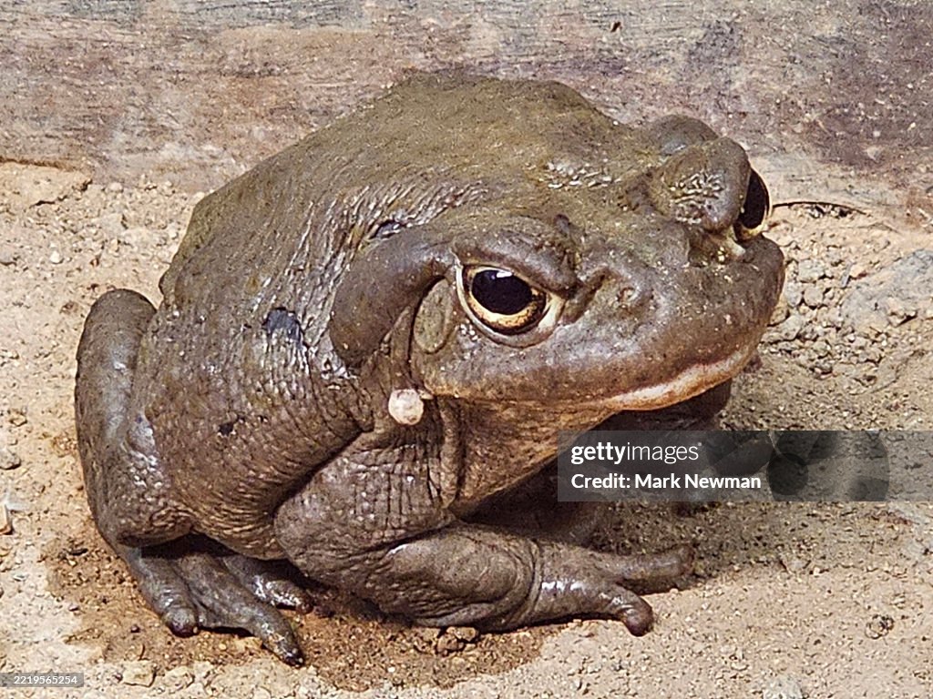 Sonoran desert toad