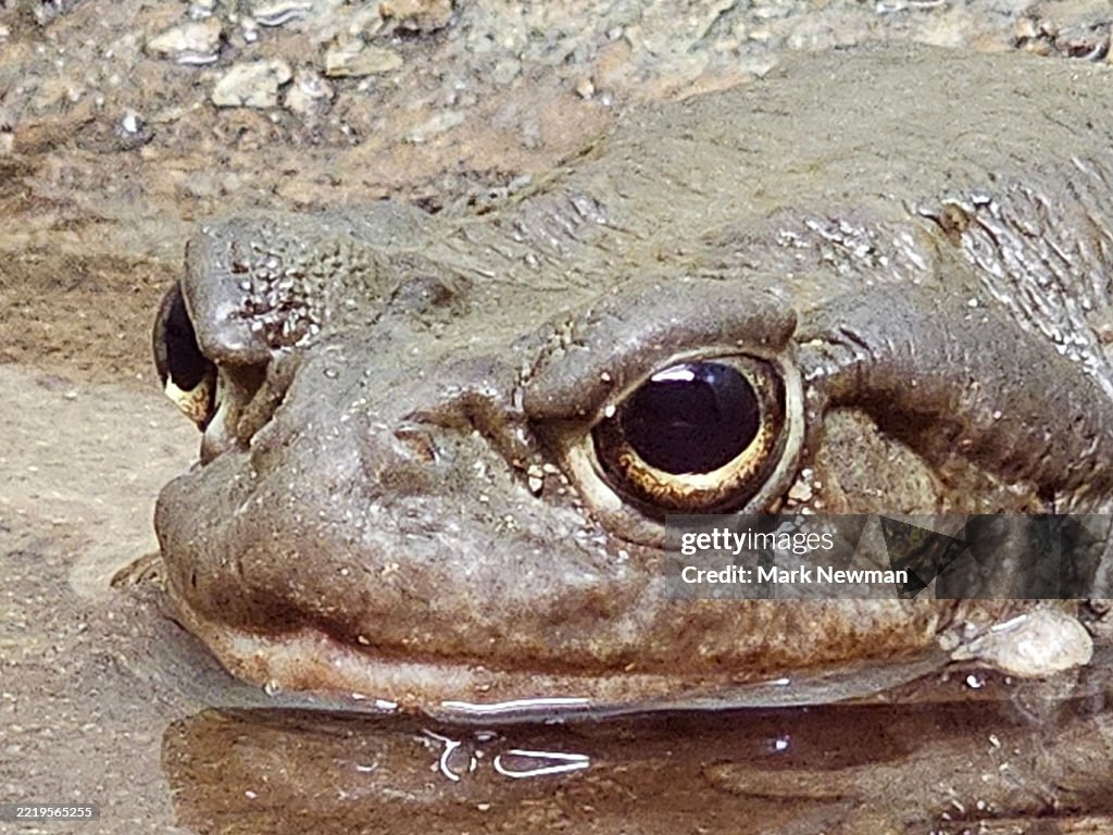 Sonoran desert toad