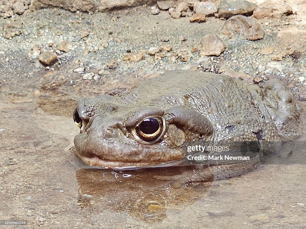Sonoran desert toad