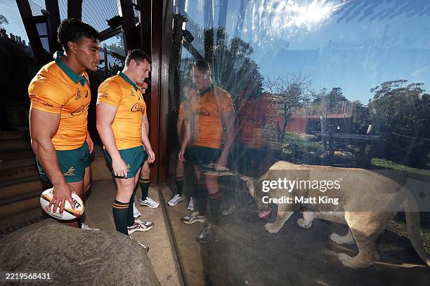 Joseph-Aukuso Suaalii and Angus Bell watch a lion in the lion enclosure during a Wallabies media opportunity ahead of the British & Irish Lions tour,...
