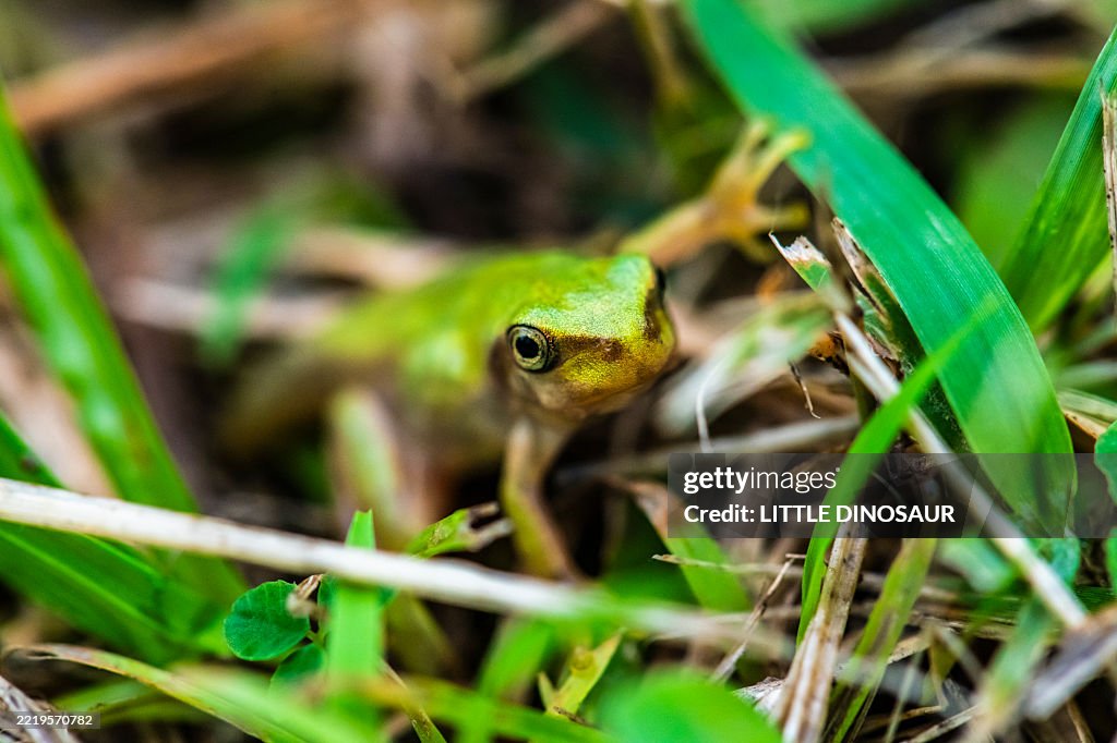 Japanese Rice Frog Japanese Tree Frog That Jumped Onto The Rice Paddy Bank High-Res Stock ...