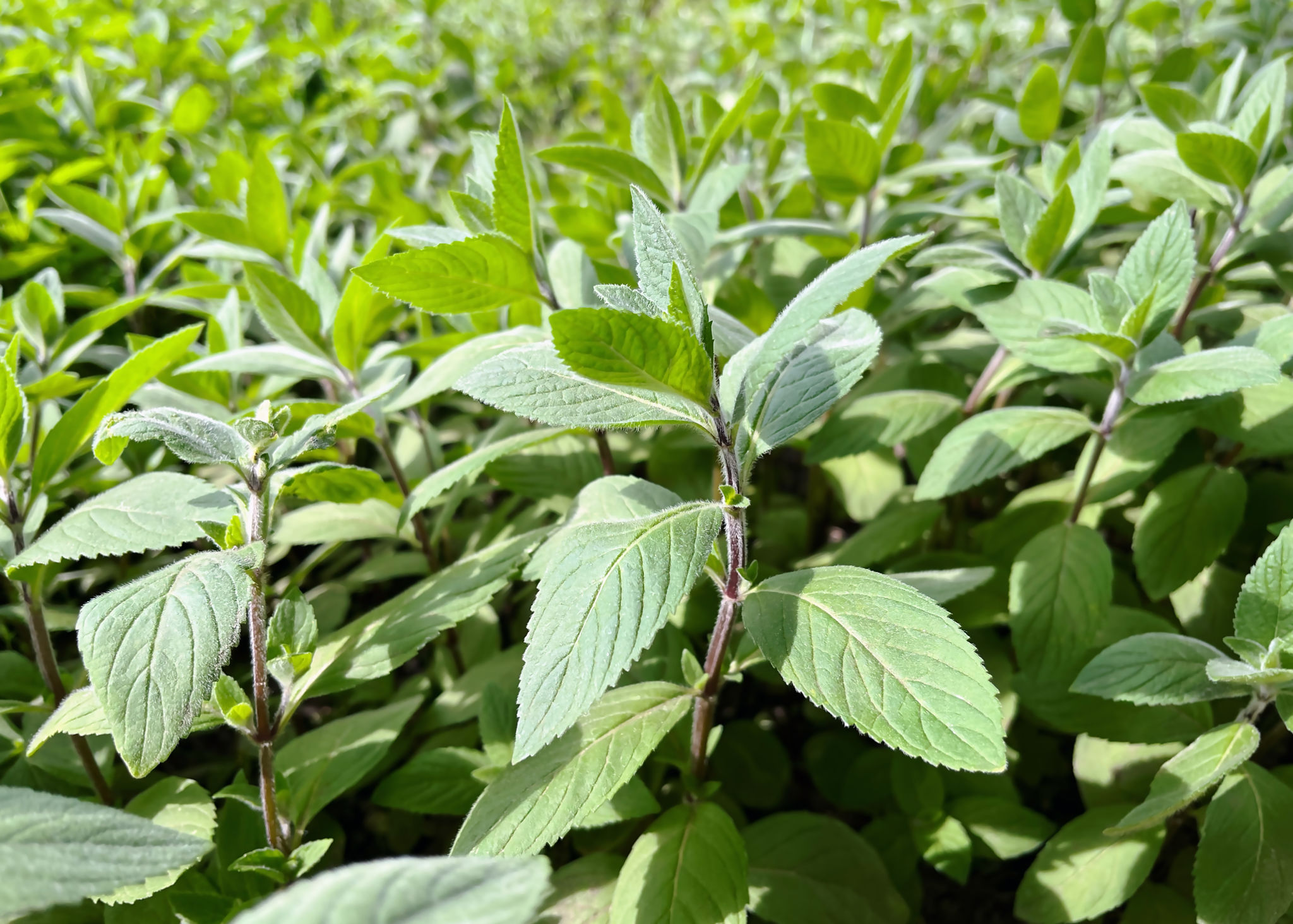 Close-up of a vibrant mint plant in a garden Close-up of a vibrant mint plant in a garden