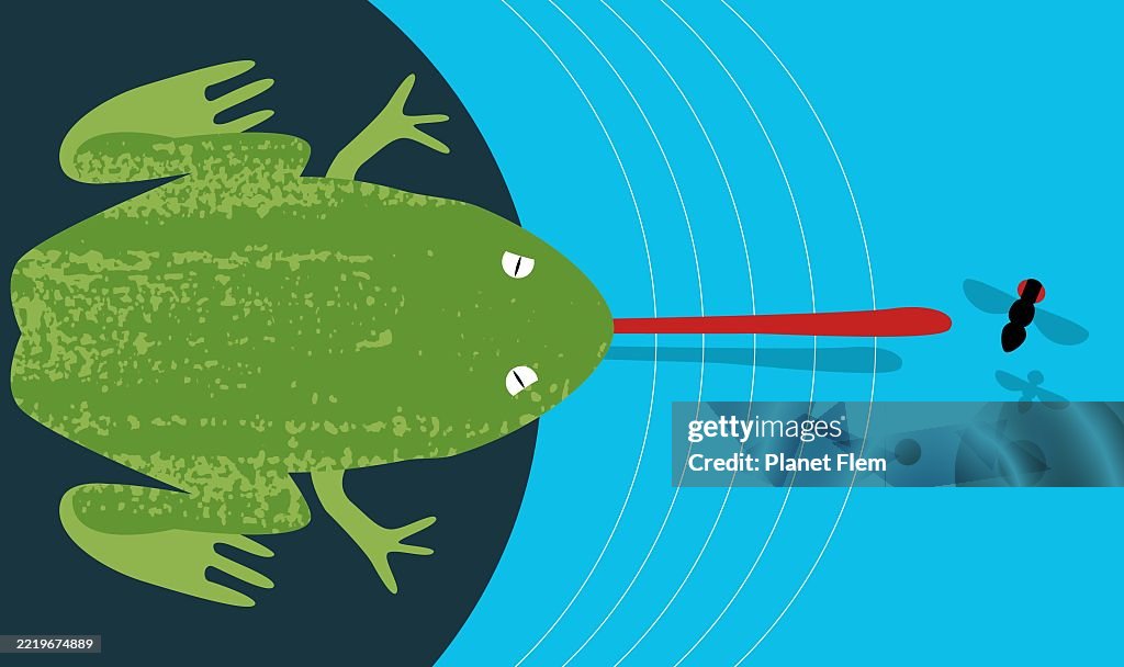 Frog catch a fly