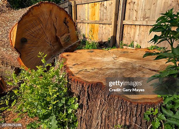 tree felling falling cutting bark circles rings wood - tree stump stock pictures, royalty-free photos & images