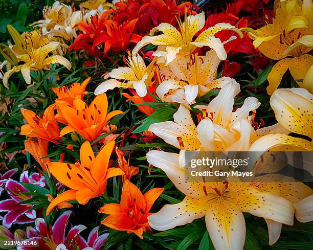 15,307 Lily In The Garden Stock Photos, High-Res Pictures, and