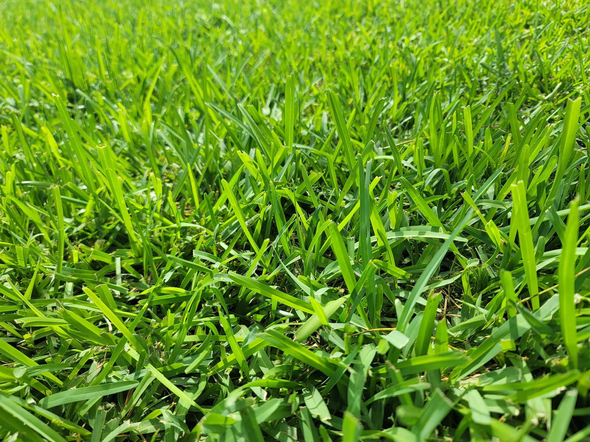 florida grass types