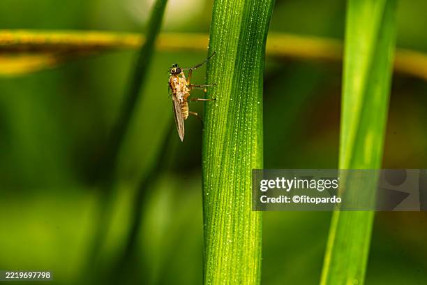 Spring Grass Fly Slender Fly Resting In A Grass Meadow High-Res Stock Photo - Getty Images
