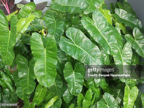 philodendron - philodendron stock pictures, royalty-free photos & images