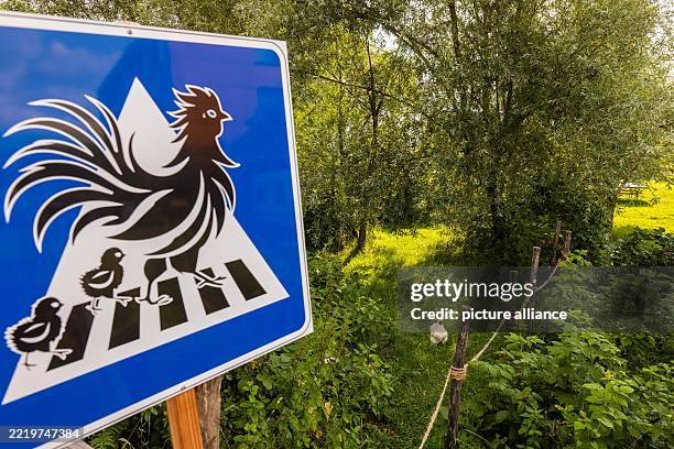 June 2025, Baden-Württemberg, Kirchzarten: A chicken stands in a meadow while a sign with chickens on a crosswalk can be seen in the foreground....