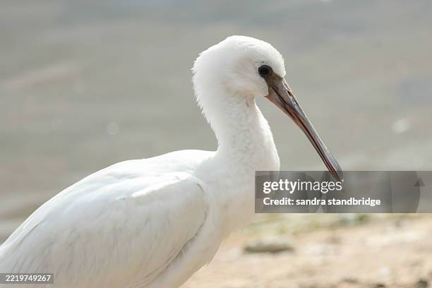 a young spoonbill, platalea leucorodia, resting along the edge of a reservoir. - spoonbill stock pictures, royalty-free photos & images