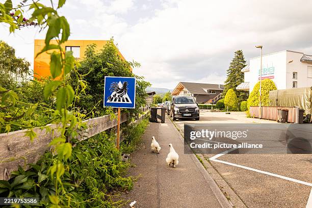 June 2025, Baden-Württemberg, Kirchzarten: Two chickens run across the sidewalk while a sign with chickens on a crosswalk can be seen next to them....