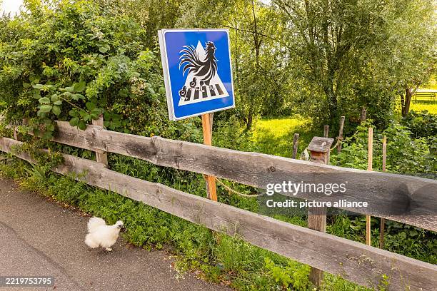 June 2025, Baden-Württemberg, Kirchzarten: A chicken stands on the sidewalk while a sign with chickens on a crosswalk can be seen next to it. Chicken...