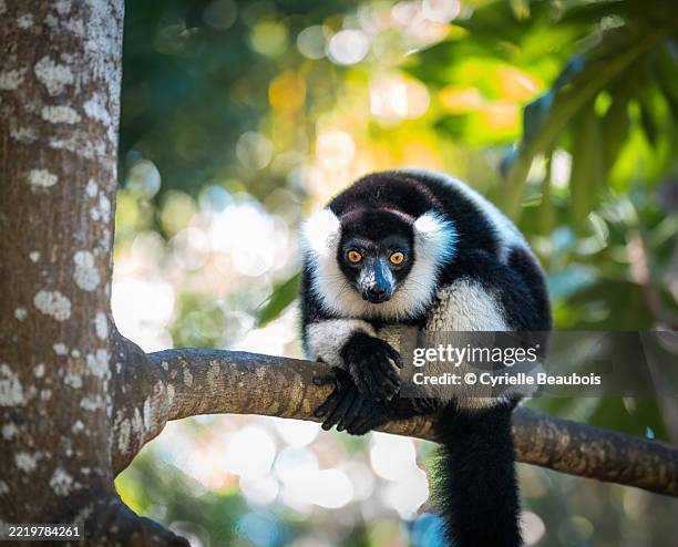black-and-white ruffed lemur in madagascar (varecia variegata) - lemur stock pictures, royalty-free photos & images