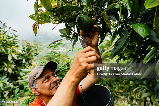 farmer harvesting avocados on a farm - prune fruit tree stock pictures, royalty-free photos & images