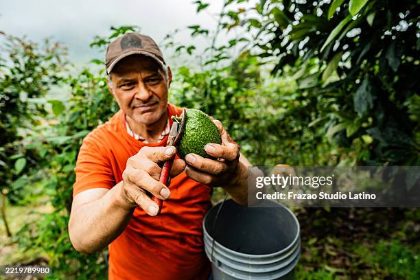 farmer harvesting avocados on a farm - prune fruit tree stock pictures, royalty-free photos & images