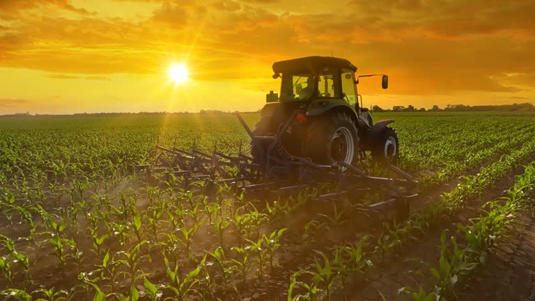 https://media.gettyimages.com/id/2219792088/video/tractor-cultivating-in-a-corn-field-at-sunset-slow-motion.jpg?b=1&s=640x640&k=20&c=NdM3Ulgf81O2VjtDrv0Zv6U4AfjNsTM8fRdUx7QBOsM=