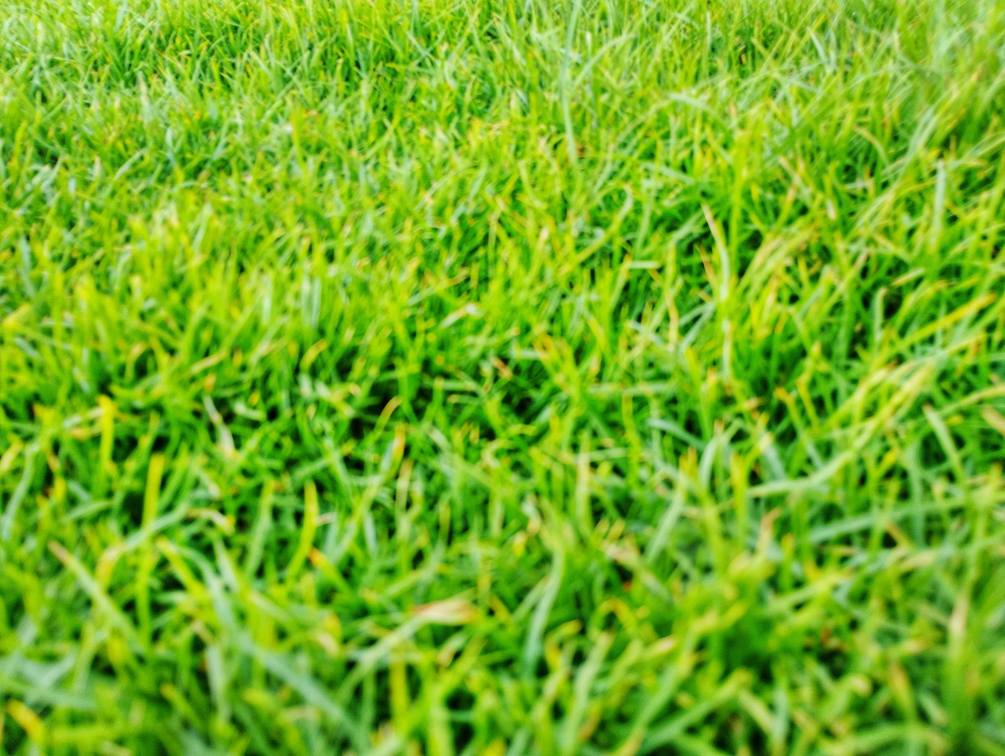 desert lawn care