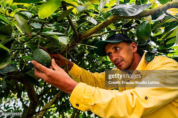farmer harvesting avocados on a farm - prune fruit tree stock pictures, royalty-free photos & images