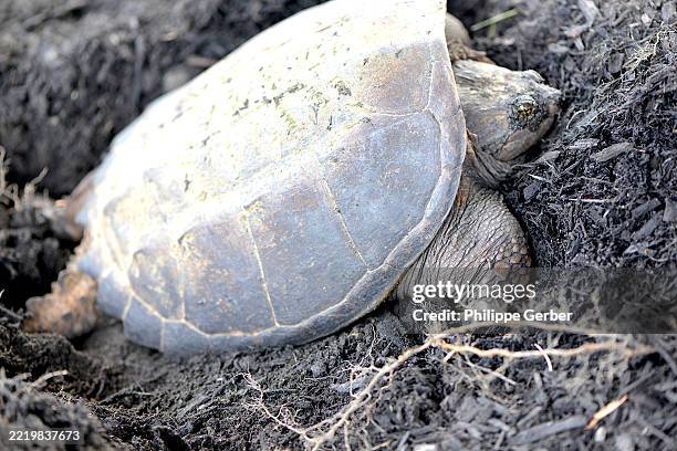 Snapple Turtle Shell Less 167 Snapping Turtle Shell Stock Photos, High-Res Pictures, and Images ...