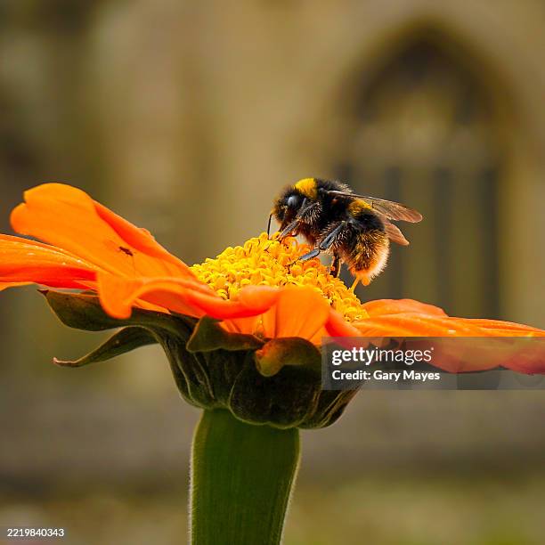 bumble bee on orange flower pollen - bumblebee stock pictures, royalty-free photos & images