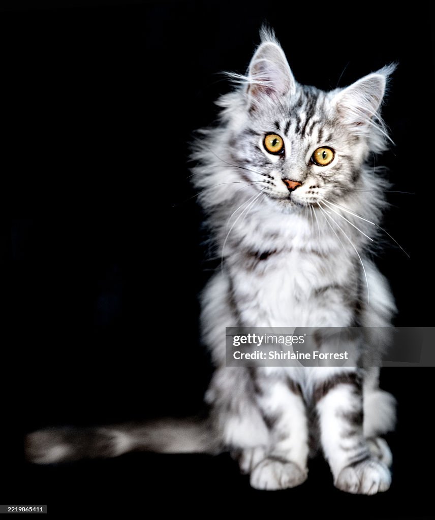 Merseyside Cat Club Show