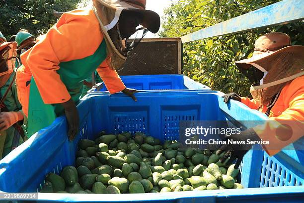 Employees harvest avocados in an orchard during harvest season on June 12, 2025 in Tzaneen, South Africa.