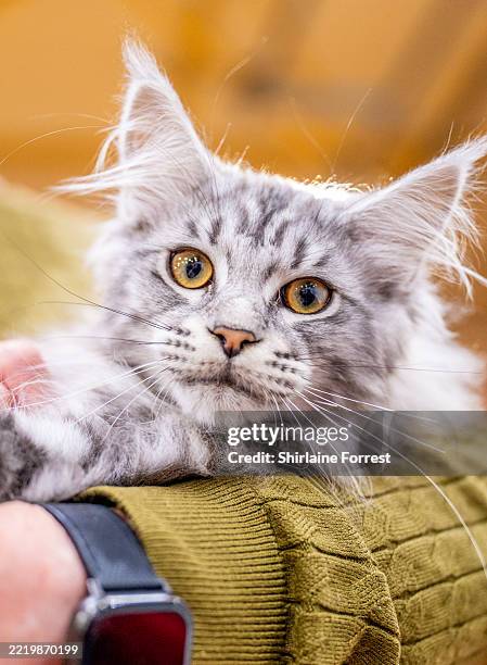 Zohra, a silver classic tabby Maine Coon kitten relaxes with his owner during the GCCF Merseyside Championship show at Sutton Leisure Centre on June...