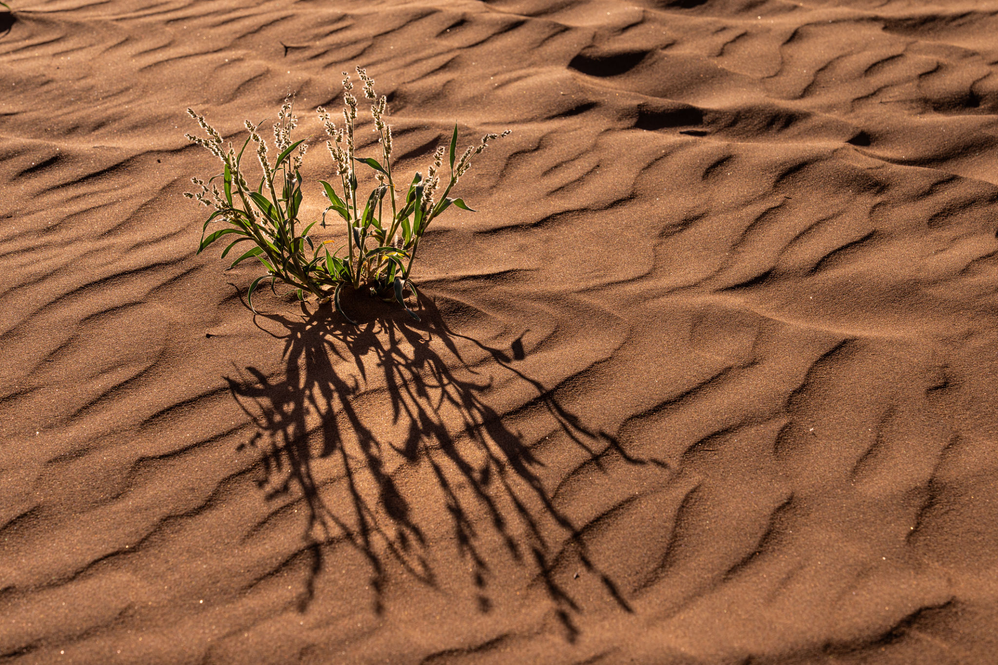 resilient art