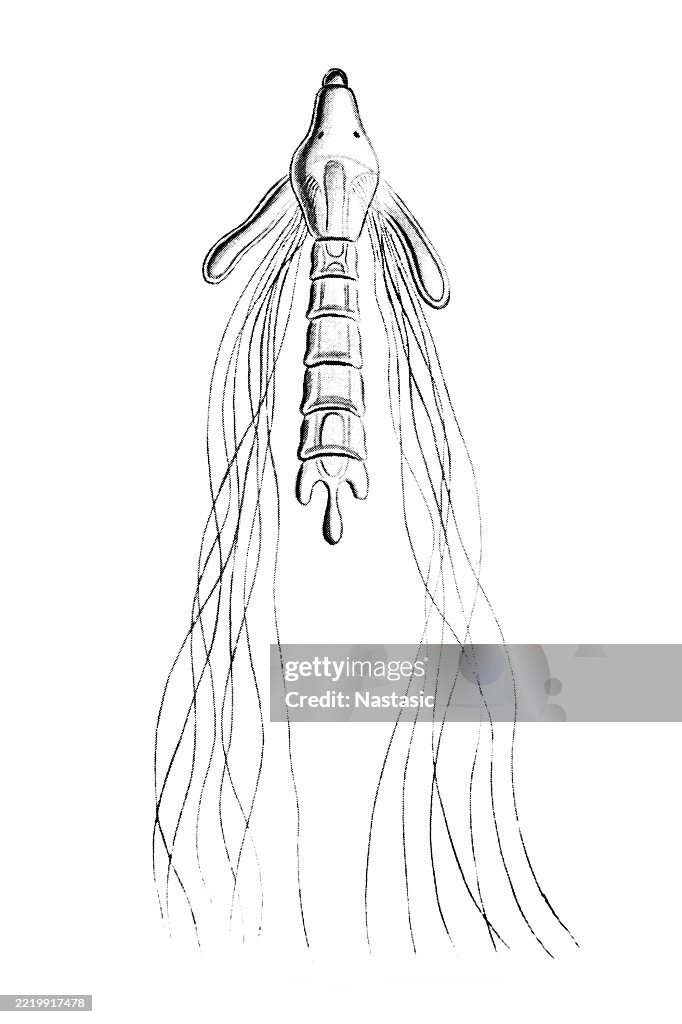 Sea larvae ,Larva of a annelid