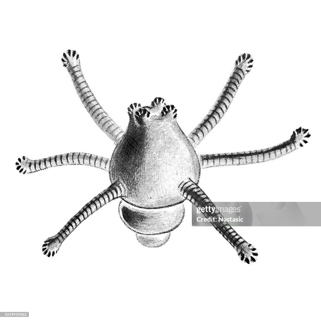 Sea larvae ,Actinula larva of a hydropolyp