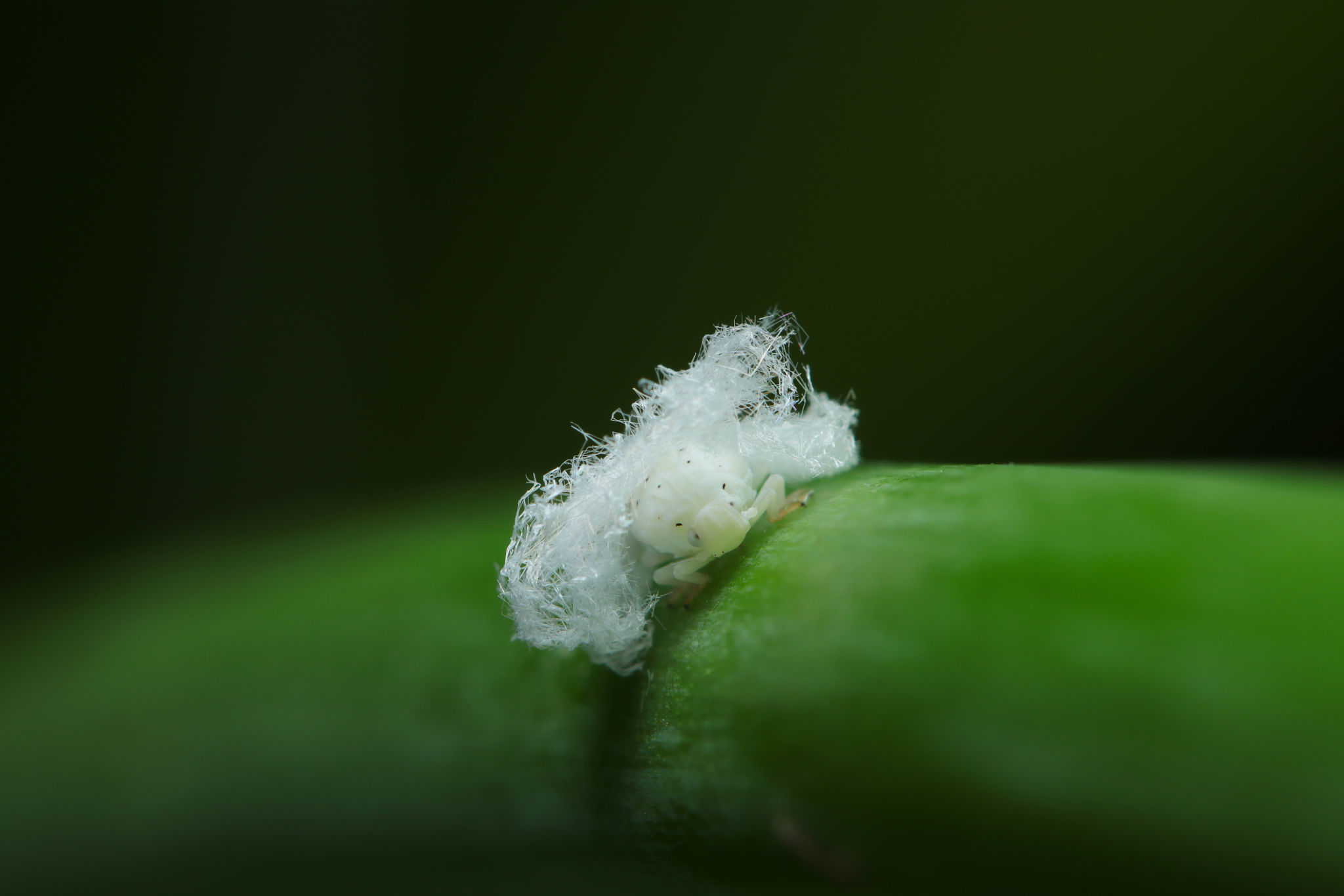 rainy season pests