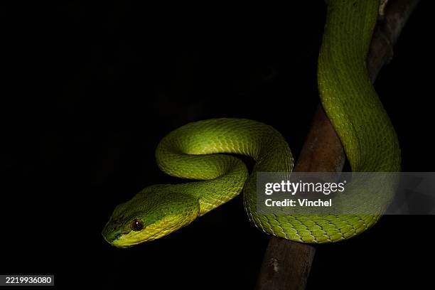 lesser sunda pit viper (green morph) trimeresurus insularis - viper stock pictures, royalty-free photos & images
