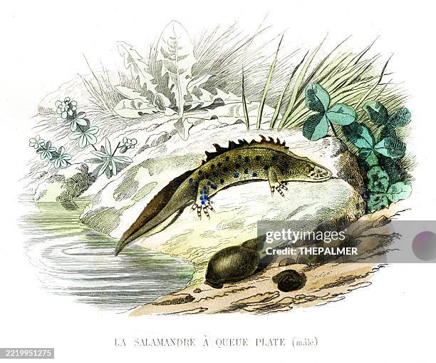 flat-tailed salamander beside the water (male) - salamander stock illustrations