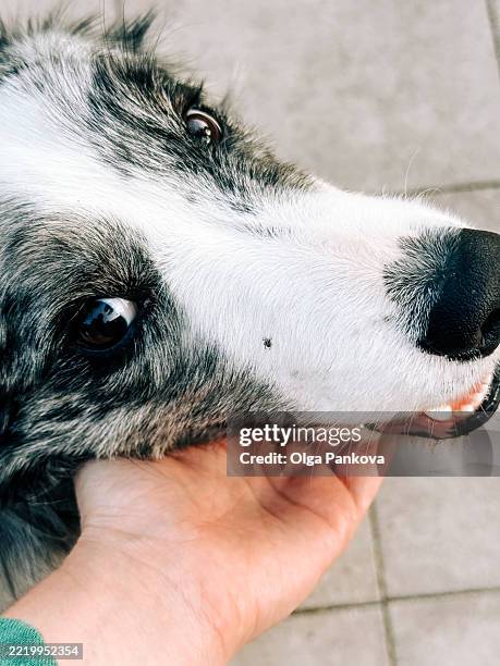 muzzle of border collie dog with tick on it - tique brune du chien photos et images de collection