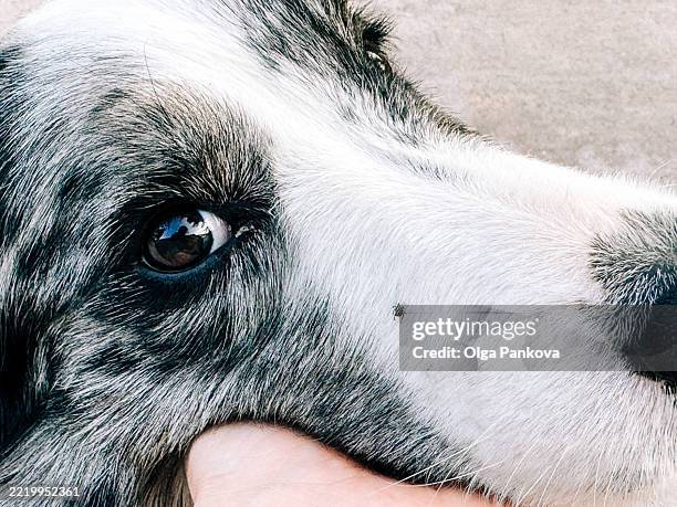 muzzle of border collie dog with tick on it - tique brune du chien photos et images de collection
