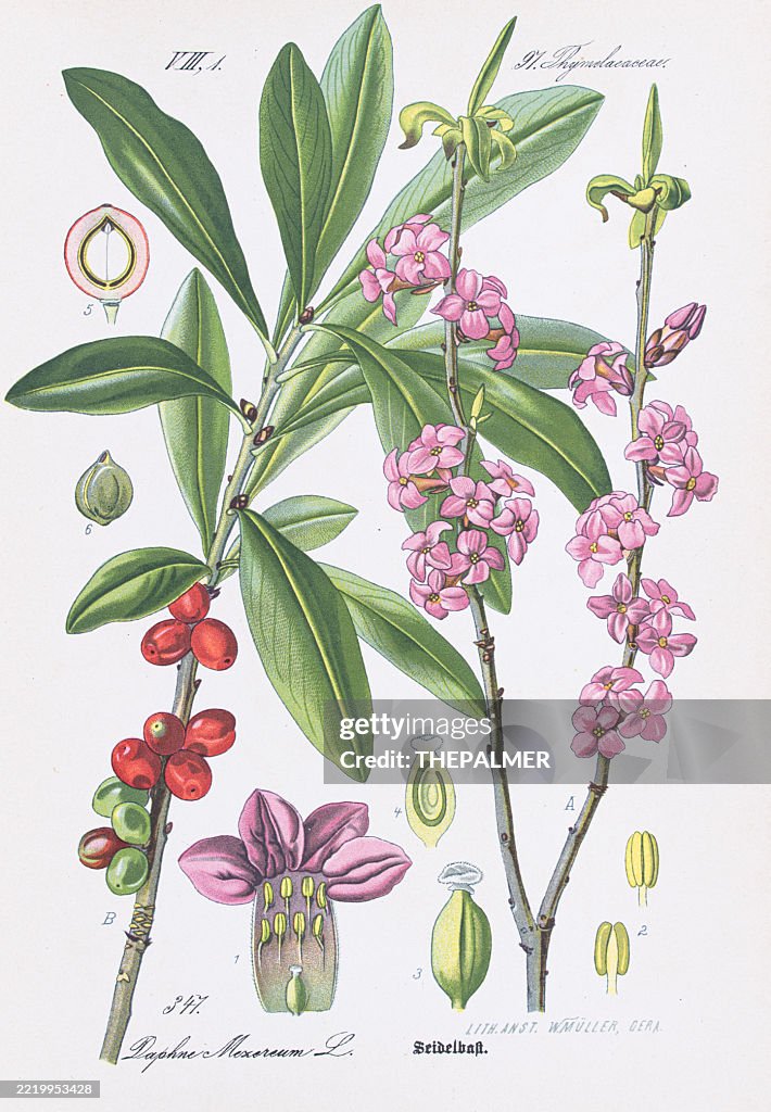 February Daphne (Daphne mezereum) – Chromolithograph 1886