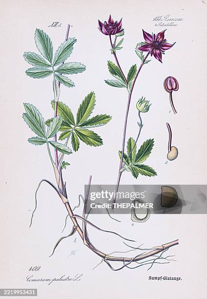 purple marsh cinquefoil (comarum palustre) – chromolithograph 1886 - old red museum stock illustrations