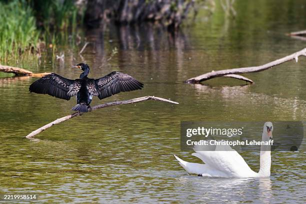 cormorant and swan in seine et marne, france - biodiversidad fotografías e imágenes de stock