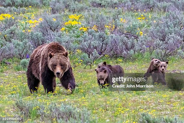 grizzly 399 and four newborn baby grizzly bear cubs with yellow wildflowers - grizzly bear stock pictures, royalty-free photos & images