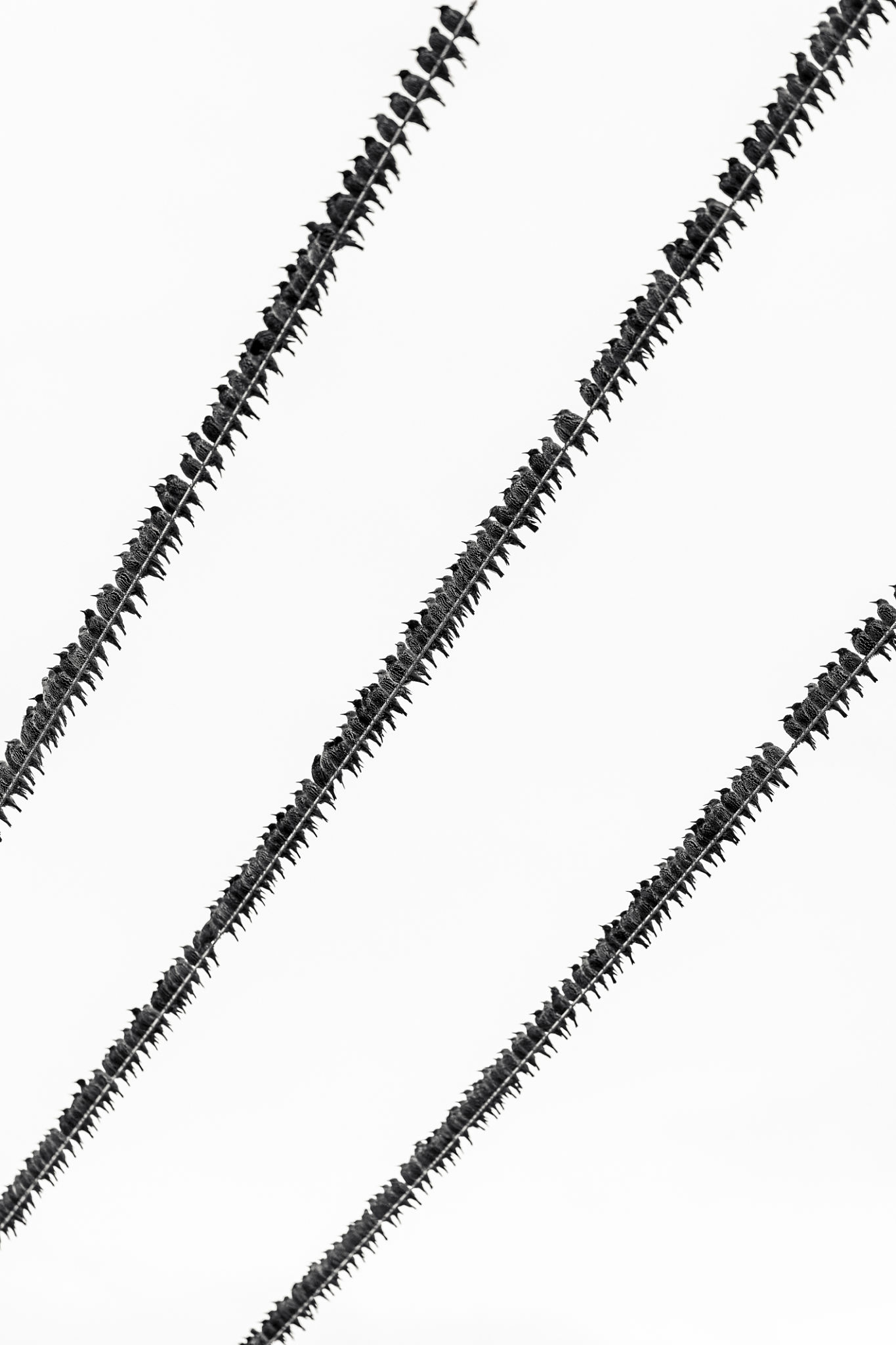 bird utility pole