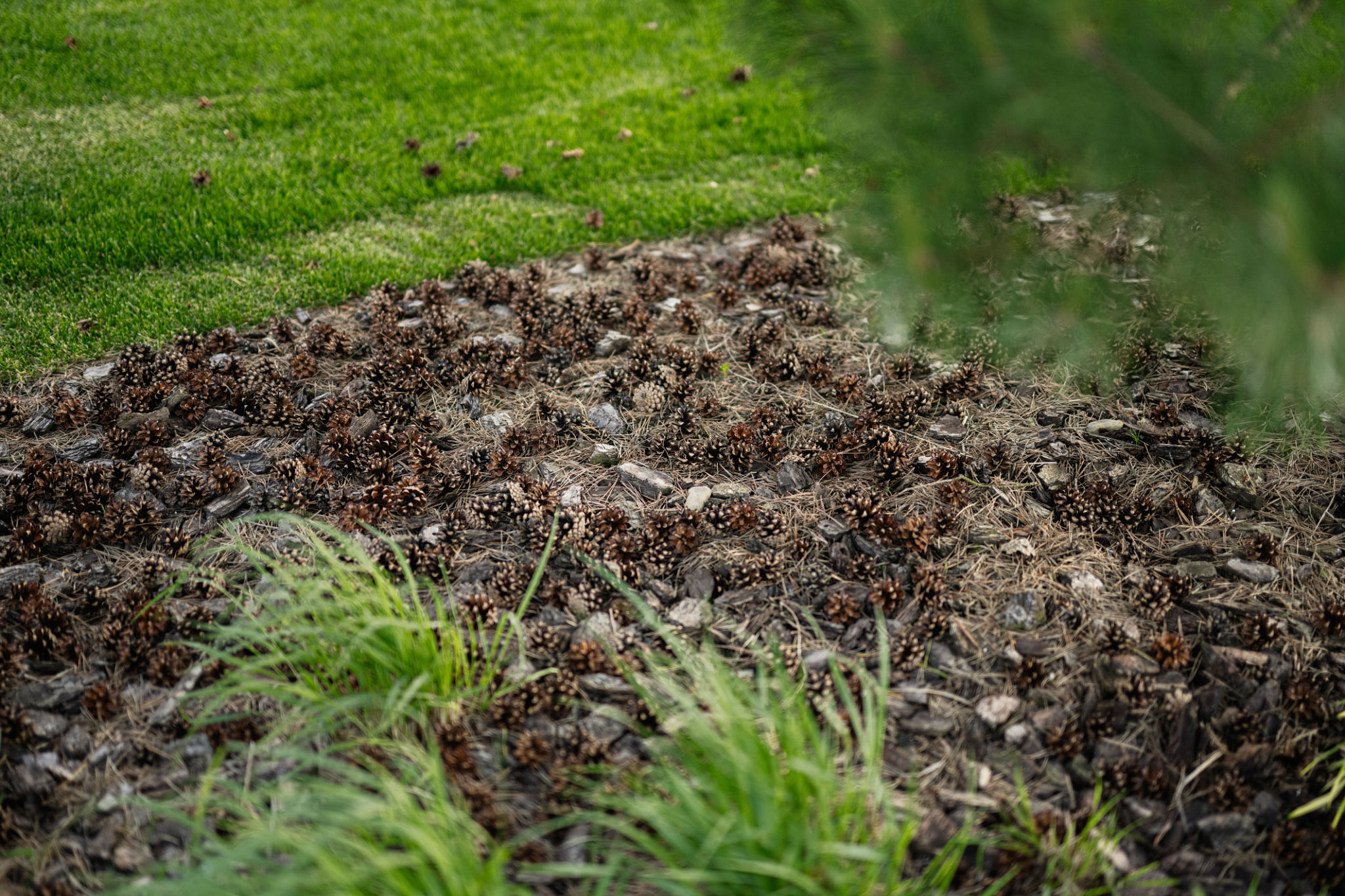 tree mulching