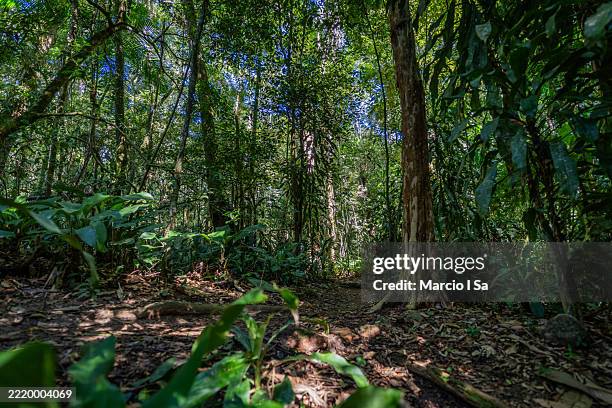 Rich natural textures in the lush tropical forest: rugged tree trunk, vibrant leaves, and warm sunlight in the Atlantic Forest