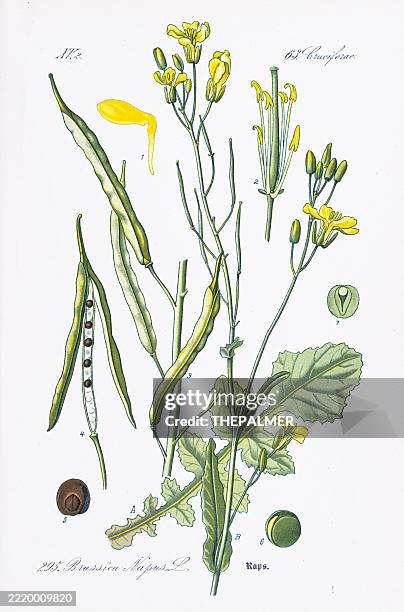 rapeseed (brassica napus) – chromolithograph 1886 - oil capsule stock illustrations