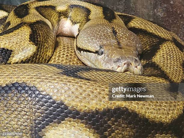 reticulated python - reticulated python stock pictures, royalty-free photos & images